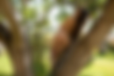 2021phdee/2021-08/[photodromm.com] - 14.08.2021 - Rachel - Shaking The Tree (x46, 3000px)/Shaking The Tree (42).jpg