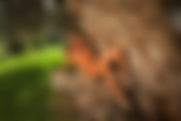 [photodromm.com] 2015-01/[photodromm.com] - 2015.01.08 - Dana - The Tree Of Beauty (x46) 1333x2000/25l.jpg