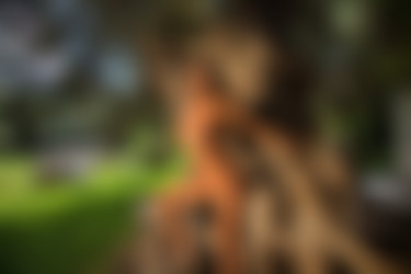 [photodromm.com] 2015-01/[photodromm.com] - 2015.01.08 - Dana - The Tree Of Beauty (x46) 1333x2000/38l.jpg