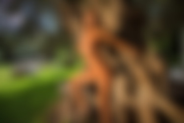 [photodromm.com] 2015-01/[photodromm.com] - 2015.01.08 - Dana - The Tree Of Beauty (x46) 1333x2000/39l.jpg